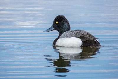 Lesser Scaup - male