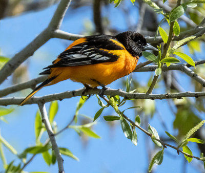 Baltimore Oriole