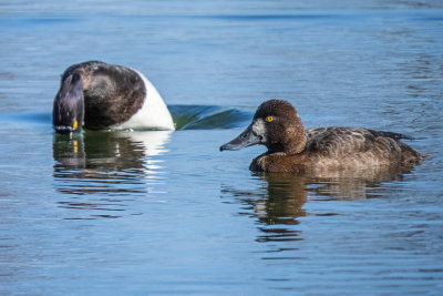 Lesser Scaups