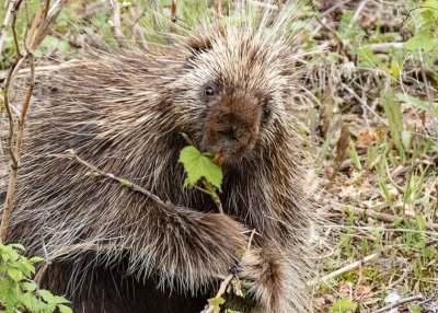 Porcupine