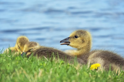 Canada Geese Goslings