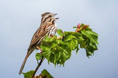 Song Sparrow