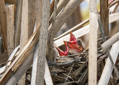 Red-winged Blackbird Babies  (2 photos)
