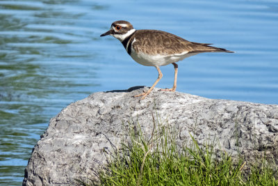 Killdeer