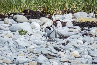 Common Terns   (2 photos)