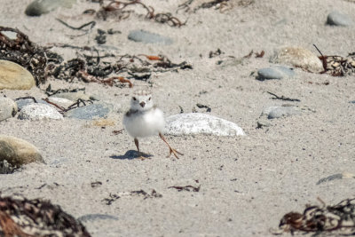 Piping Plover Chicks   (4 photos)