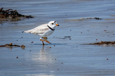 Piping Plover