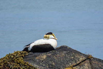 Common Eider