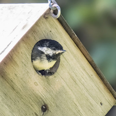 Chickadee