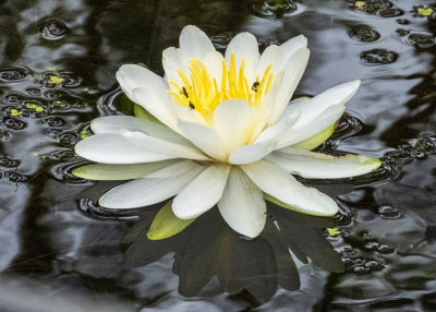 Water Lily