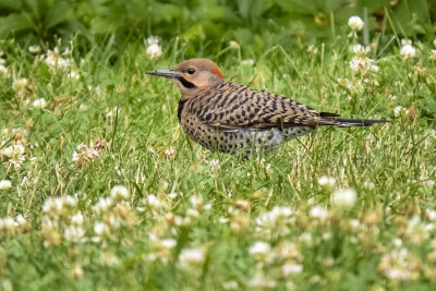 Northern Flicker