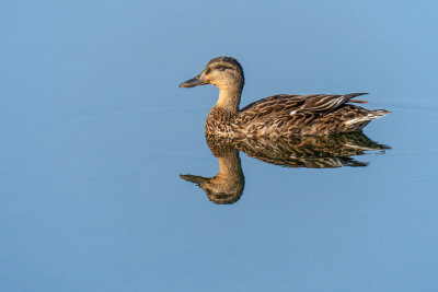 Mallard