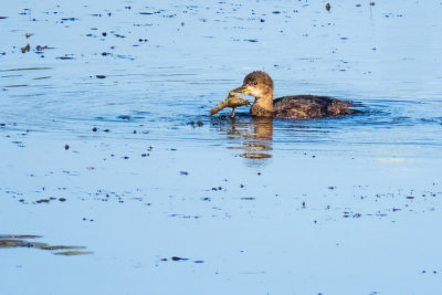 Hooded Merganser  (4 photos)