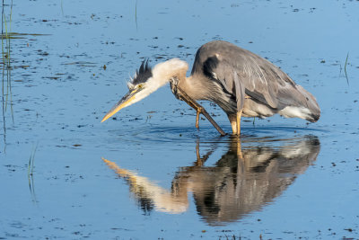 Great Blue Heron