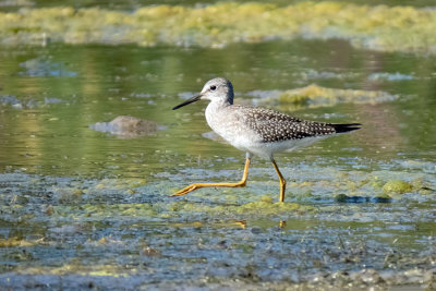 Lesser Yellowlegs