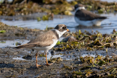 Semi-palmated Plover (2 photos)
