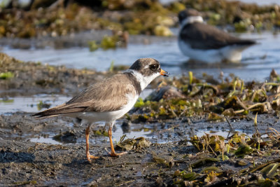 Semi-palmated Plover   (2 photos)