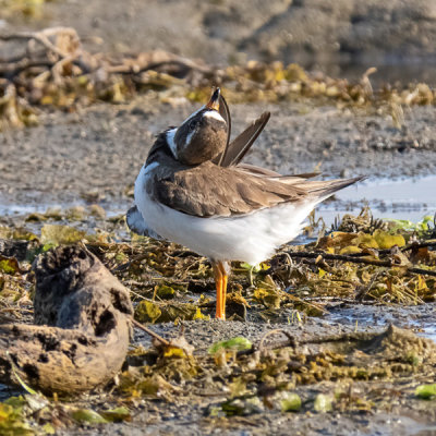 Semi-palmated Plover (2 photos)