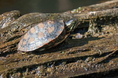 Painted Turtle ?