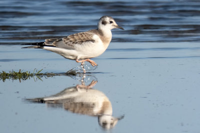 Bonaparte Gull