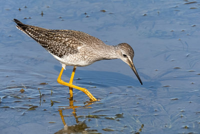 Greater Yellowlegs (2 photos)