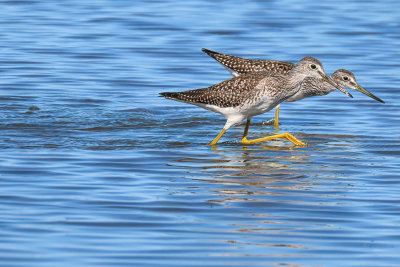 Greater Yellowlegs (2 photos)