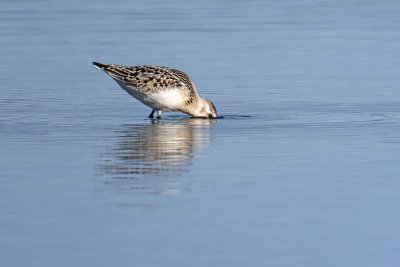 Sanderlings (2 photos)