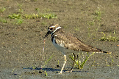 Killdeer