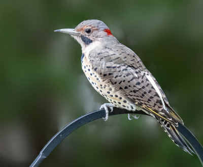 Northern Flicker