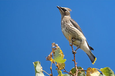 Cedar Waxwing (2 photos)