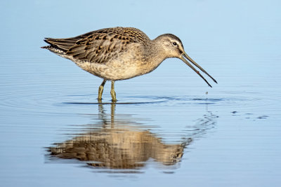 Long-billed Dowitcher