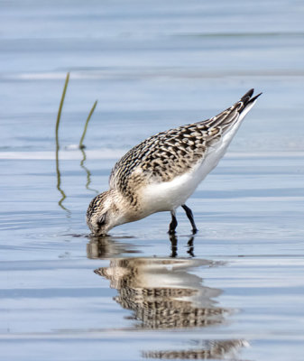 Visiting Shore Birds  (3 photos)