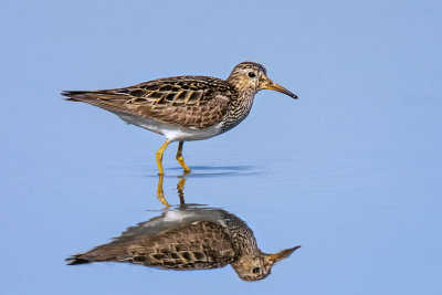 Pectoral Sandpiper