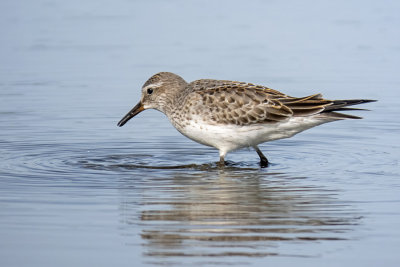 Visiting Shorebirds  (2 photos)