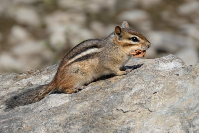 Chipmunk