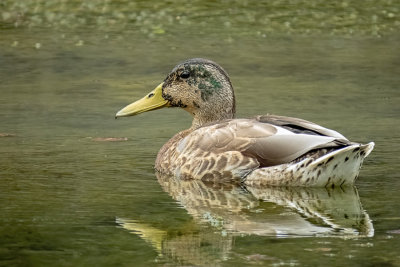 Strange looking Mallard