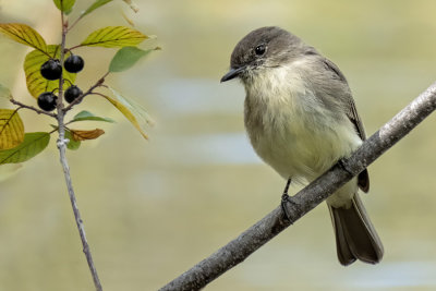 Eastern Phoebe