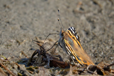 Painted Lady Butterfly