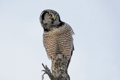 Northern Hawk Owl   (2 photos)