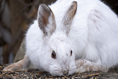 Snowshoe Hare