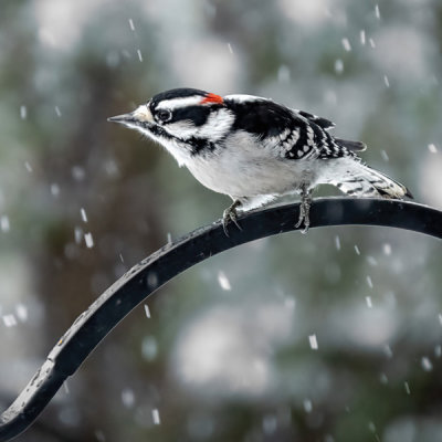 Downy Woodpecker