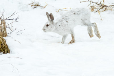 Snowshoe Hare