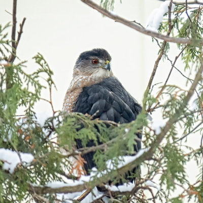 Cooper's Hawk