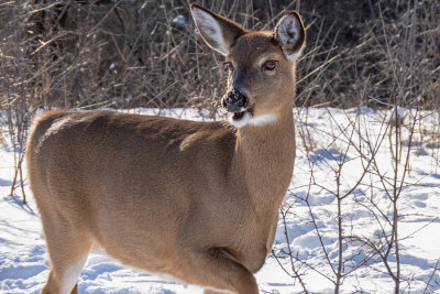 White-tailed Deer