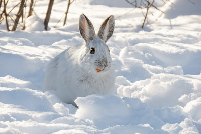 Snowshoe Hare (2 photos)