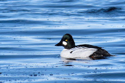 Common Goldeneye