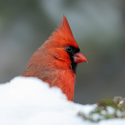 Northern Cardinal