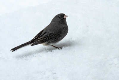 Dark-eyed Junco