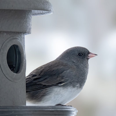 Dark-eyed Junco