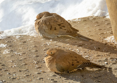 Mourning Doves